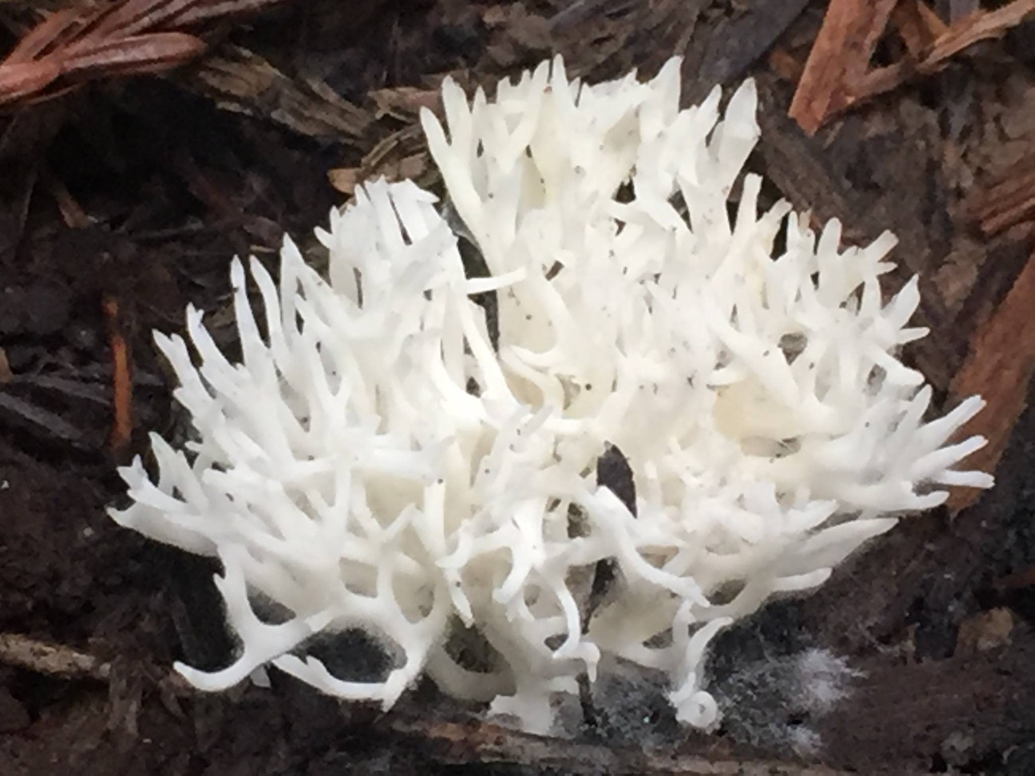 Ramariopsis kunzei image