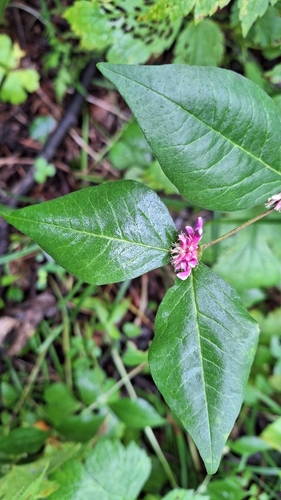 Image of Vicia ohwiana by (c) Violetta Dzizyurova, some rights reserved (CC BY)