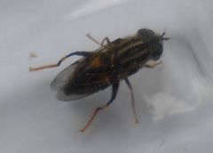 Helophilus antipodus