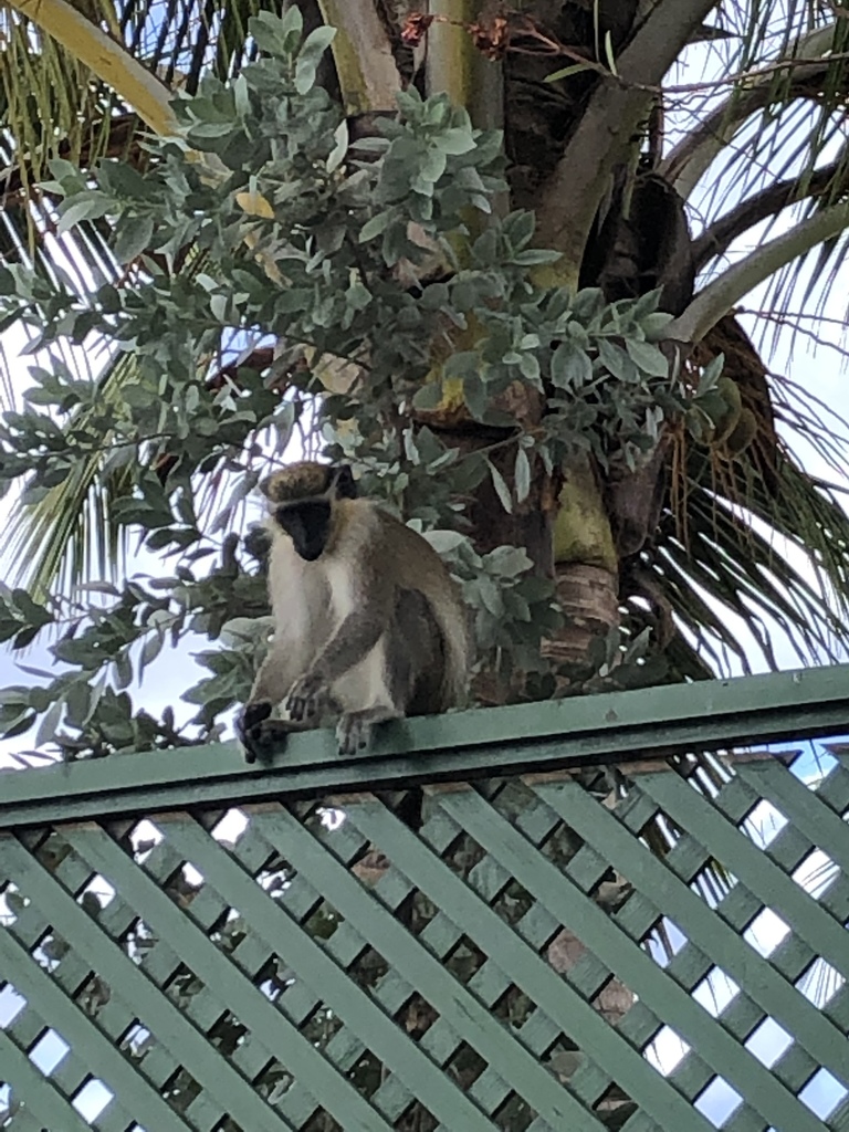 Mono verde. Los monitos hallado en Barbados procedían