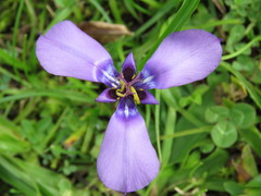 Herbertia