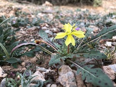 Oenothera primiveris primiveris