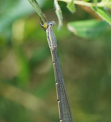 Rhadinosticta simplex