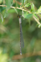 Rhadinosticta simplex