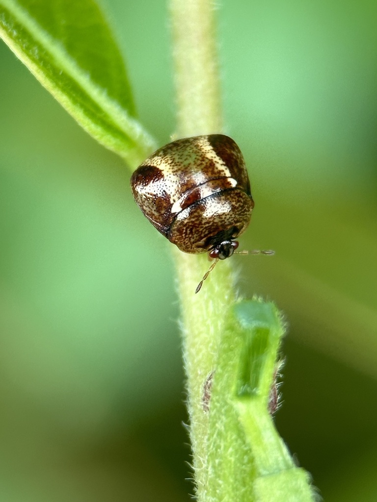 Megacopta lobata