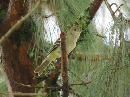 Elaenia obscura