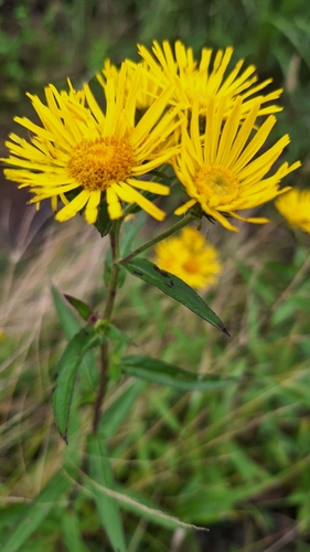 Image of Inula japonica by (c) Violetta Dzizyurova, some rights reserved (CC BY)