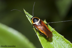 Pseudomops neglectus