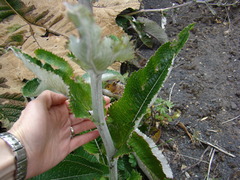 Senecio oerstedianus