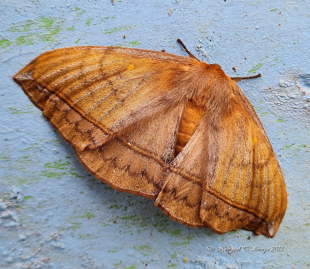 Tagora rufescens