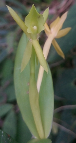 Epidendrum brachystele Schltr. 3