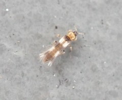 Neohydatothrips
