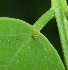 Neohydatothrips