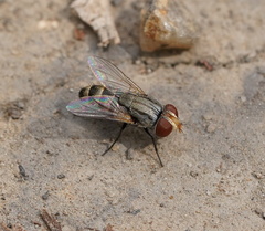 Miltogramminae