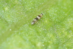 Neohydatothrips variabilis