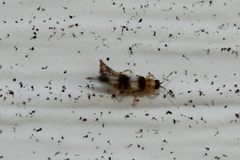 Neohydatothrips variabilis