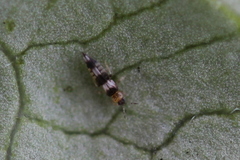 Neohydatothrips variabilis