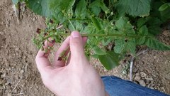 Scrophularia scopolii