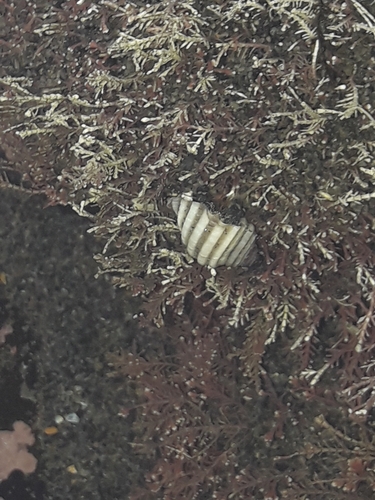 Paratrophon exsculptus, 2023-08-07