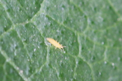 Thripidae