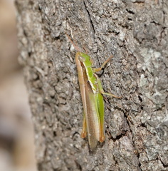 Bermius brachycerus