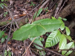 Passiflora megacoriacea image