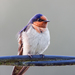 Eastern Welcome Swallow - Photo (c) JJ Harrison, some rights reserved (CC BY-SA)