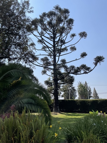 Araucaria cunninghamii image