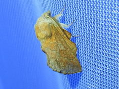 Phyllodesma occidentis