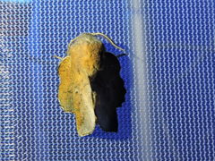 Phyllodesma occidentis