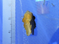 Phyllodesma occidentis