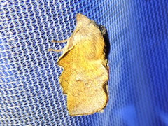 Phyllodesma occidentis