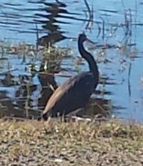 Egretta tricolor image