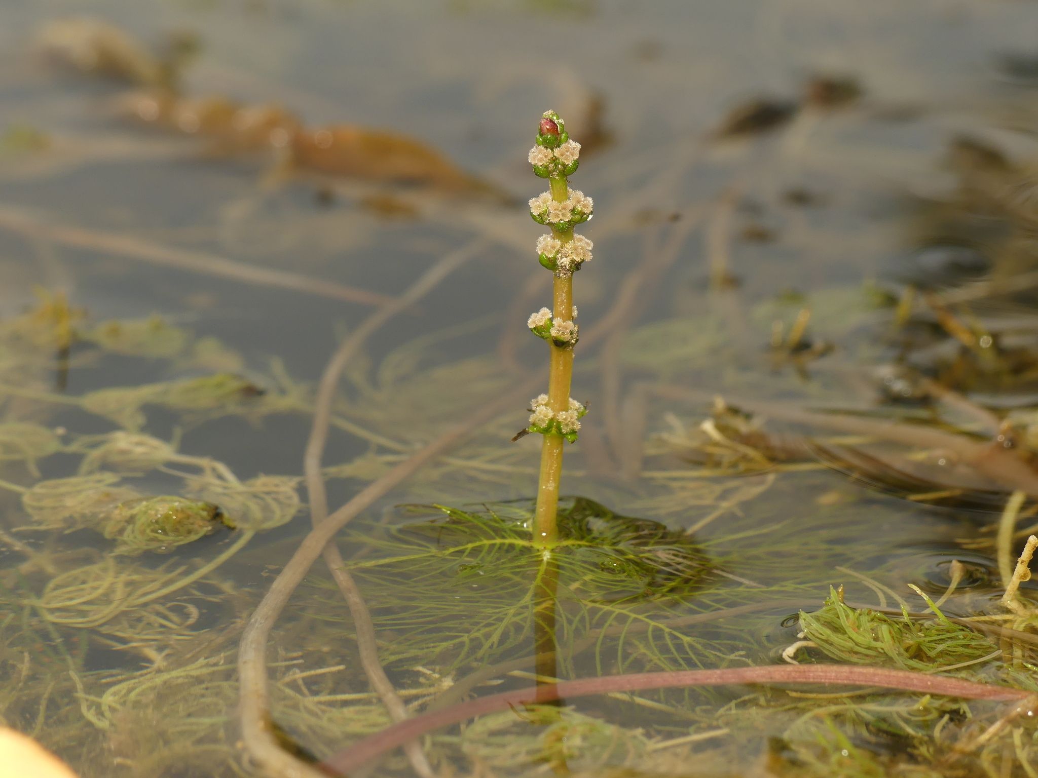 Myriophyllum sibiricum
