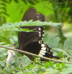 Papilio polytes romulus