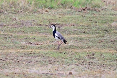 Vanellus crassirostris