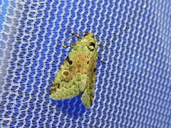 Maliattha concinnimacula