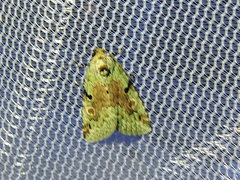 Maliattha concinnimacula