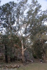 Eucalyptus blakelyi