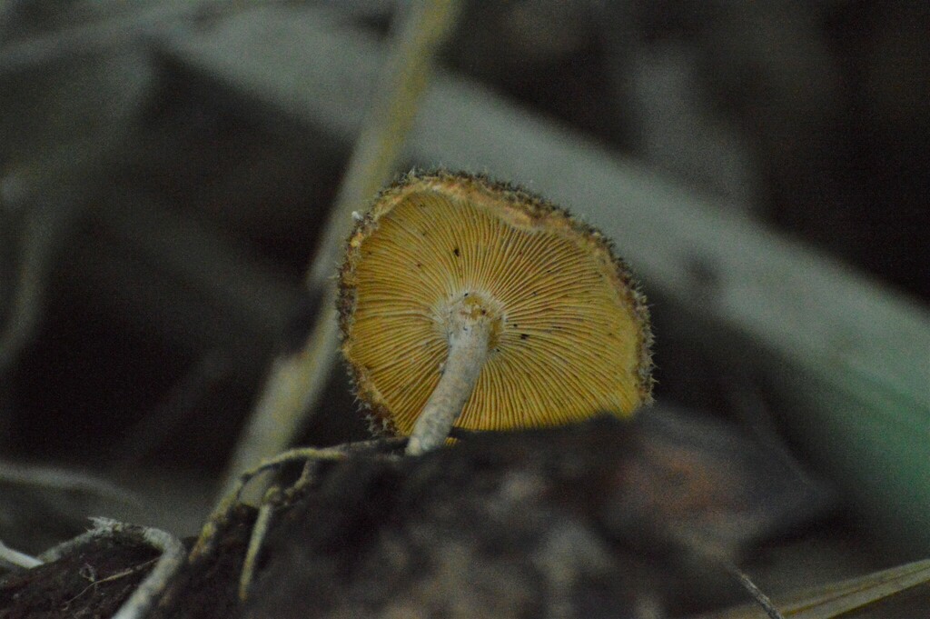 Lentinus crinitus · August 2023 · photo: © andreaargentinat (iNaturalist, cc-by)