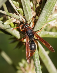 Polistes erythrinus