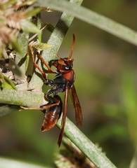 Polistes erythrinus