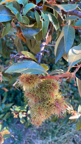 Western Chinkapin fruiting