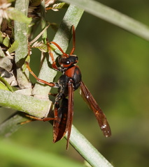 Polistes erythrinus