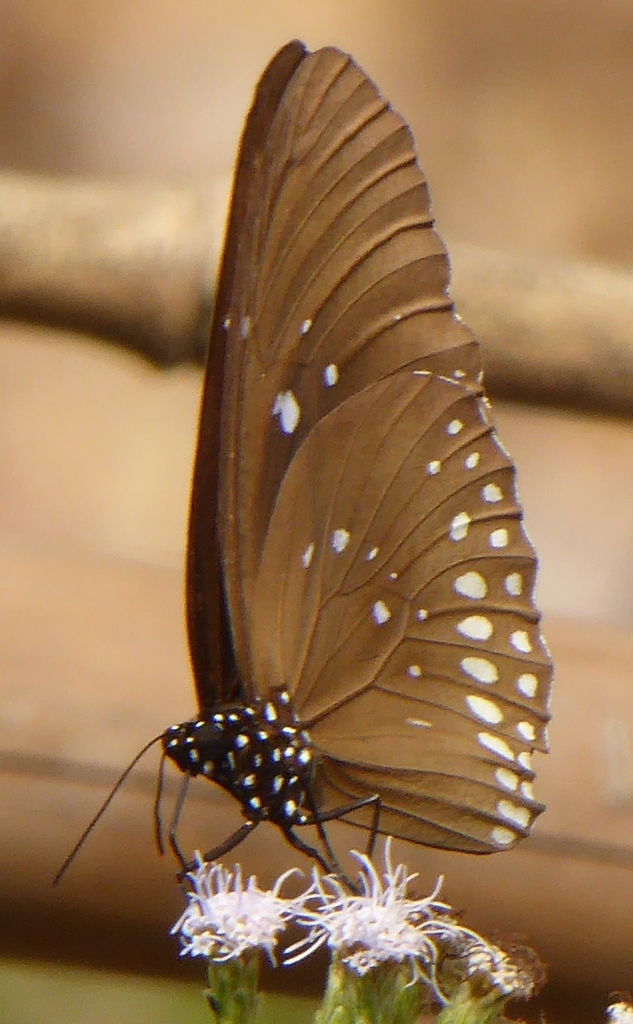 Chantaburi Crow