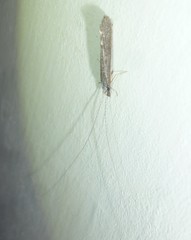 Leptocerus americanus