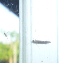 Leptocerus americanus