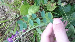 Hedysarum caucasicum