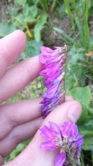 Hedysarum caucasicum