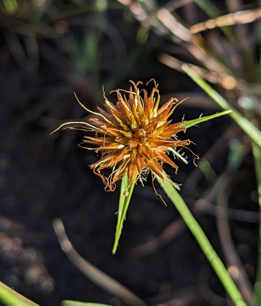 Rhynchospora barbata